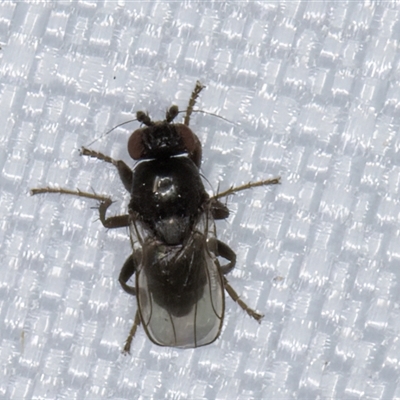 Unverified True fly (Diptera) at Melba, ACT - 5 Jan 2025 by kasiaaus