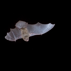 Miniopterus orianae oceanensis (Eastern Bent-wing, Large Bent-wing Bat) at Reidsdale, NSW - 5 Jan 2025 by embert