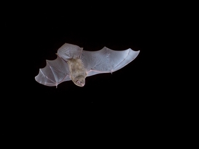 Miniopterus orianae oceanensis (Eastern Bent-wing, Large Bent-wing Bat) by embert