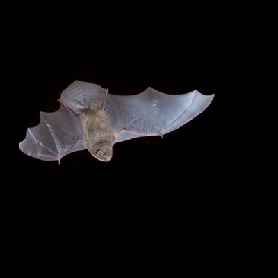 Miniopterus orianae oceanensis (Eastern Bent-wing, Large Bent-wing Bat) at Reidsdale, NSW - 5 Jan 2025 by embert