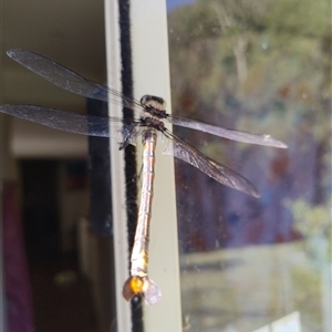 Petalura gigantea (Giant Dragonfly, South-Eastern Petaltail) at Upper Kangaroo Valley, NSW by Baronia