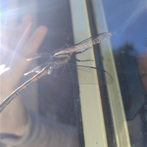 Petalura gigantea at Upper Kangaroo Valley, NSW - 23 Dec 2024