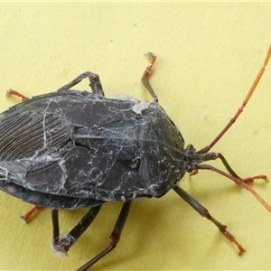 Amorbus sp. (genus) (Eucalyptus Tip bug) at Belconnen, ACT by JohnGiacon