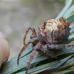 Dolophones sp. (genus) (Wrap-around spider) at Belconnen, ACT - 6 Jan 2025 by JohnGiacon