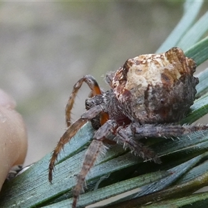 Dolophones sp. (genus) at Belconnen, ACT - 6 Jan 2025