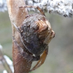 Dolophones sp. (genus) at Belconnen, ACT - 6 Jan 2025