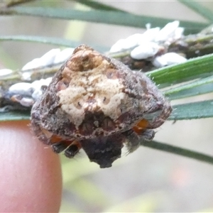 Dolophones sp. (genus) at Belconnen, ACT - 6 Jan 2025