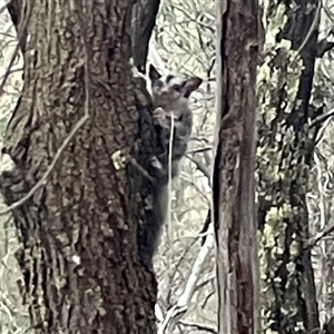 Petaurus notatus (Krefft’s Glider, formerly Sugar Glider) at Ainslie, ACT by Clarel