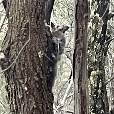 Petaurus notatus (Krefft’s Glider, formerly Sugar Glider) at Ainslie, ACT - 6 Jan 2025 by Clarel