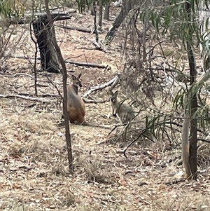 Notamacropus rufogriseus (Red-necked Wallaby) at Ainslie, ACT by Clarel