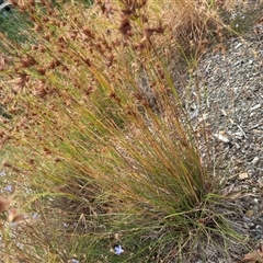 Themeda triandra (Kangaroo Grass) at Campbell, ACT - 6 Jan 2025 by Hejor1