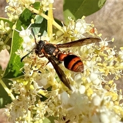 Paralastor sp. (genus) (Potter Wasp) at Pialligo, ACT - 2 Jan 2025 by Pirom