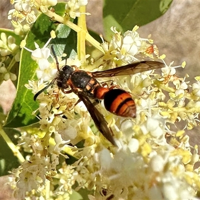 Paralastor sp. (genus) (Potter Wasp) at Pialligo, ACT - 2 Jan 2025 by Pirom