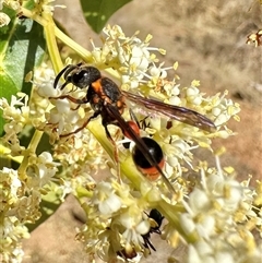 Paralastor sp. (genus) at Pialligo, ACT - 2 Jan 2025