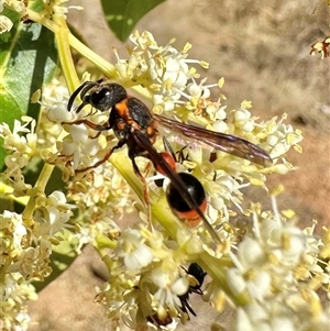 Paralastor sp. (genus) at Pialligo, ACT - 2 Jan 2025