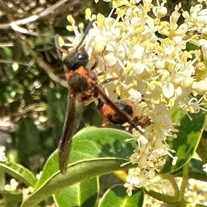 Paralastor sp. (genus) at Pialligo, ACT - 2 Jan 2025