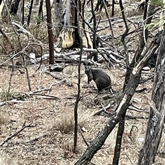 Wallabia bicolor (Swamp Wallaby) at Ainslie, ACT - 6 Jan 2025 by Clarel