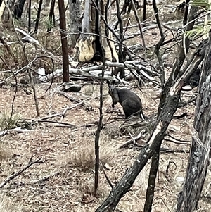 Wallabia bicolor at Ainslie, ACT - 6 Jan 2025