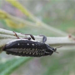 Rhinotia sp. (genus) (Unidentified Rhinotia weevil) at Belconnen, ACT - 6 Jan 2025 by JohnGiacon