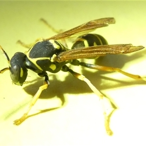 Polistes (Polistes) chinensis at Belconnen, ACT - 6 Jan 2025