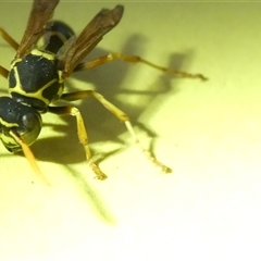 Polistes (Polistes) chinensis at Belconnen, ACT - 6 Jan 2025 06:50 PM