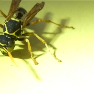 Polistes (Polistes) chinensis at Belconnen, ACT - 6 Jan 2025 06:50 PM