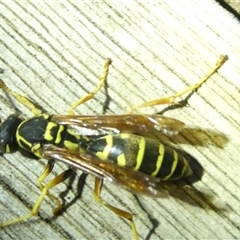 Polistes (Polistes) chinensis at Belconnen, ACT - 6 Jan 2025 06:50 PM