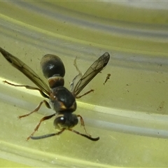 Euodynerus sp. (genus) at Belconnen, ACT - 6 Jan 2025