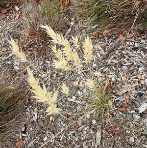 Rytidosperma sp. (Wallaby Grass) at Campbell, ACT by Hejor1