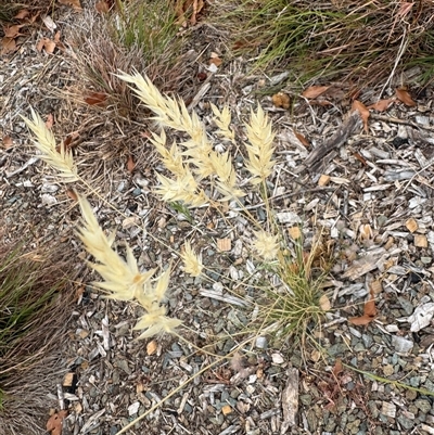 Rytidosperma (genus) (Wallaby Grass) at Campbell, ACT - 6 Jan 2025 by Hejor1