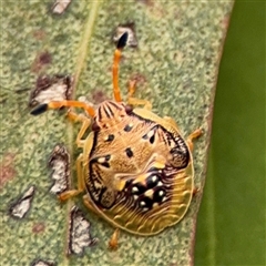 Anischys luteovarius (A shield bug) at Campbell, ACT - 6 Jan 2025 by Hejor1