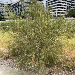 Melaleuca sp. at Campbell, ACT - 6 Jan 2025