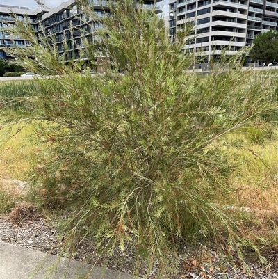 Melaleuca (genus) (A Melaleuca) at Campbell, ACT - 6 Jan 2025 by Hejor1