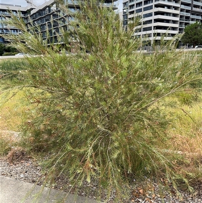 Melaleuca sp. (A Melaleuca) at Campbell, ACT - 6 Jan 2025 by Hejor1