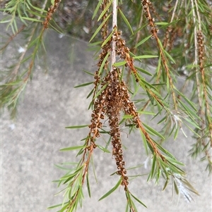 Melaleuca sp. at Campbell, ACT - 6 Jan 2025