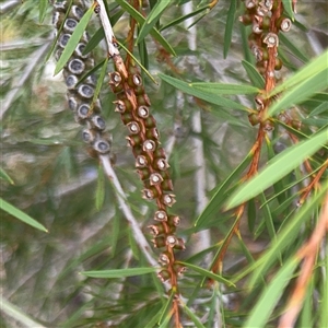 Melaleuca sp. at Campbell, ACT - 6 Jan 2025