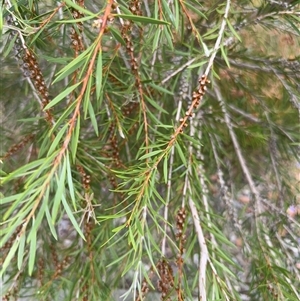 Melaleuca sp. at Campbell, ACT - 6 Jan 2025