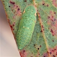 Ledrinae (subfamily) (A Flat-headed Leafhopper) at Campbell, ACT - 6 Jan 2025 by Hejor1