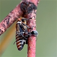 Iridomyrmex rufoniger (Tufted Tyrant Ant) at Campbell, ACT - 6 Jan 2025 by Hejor1