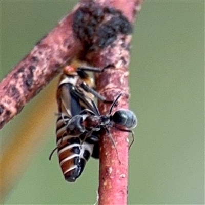 Iridomyrmex rufoniger (Tufted Tyrant Ant) at Campbell, ACT - 6 Jan 2025 by Hejor1