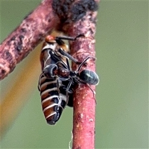 Iridomyrmex rufoniger at Campbell, ACT - 6 Jan 2025