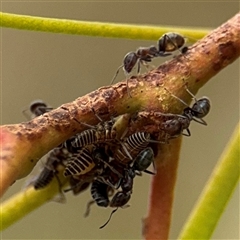 Iridomyrmex rufoniger at Campbell, ACT - 6 Jan 2025