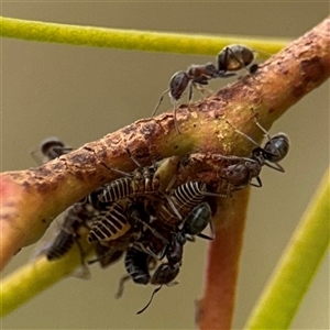 Iridomyrmex rufoniger at Campbell, ACT - 6 Jan 2025