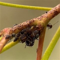 Iridomyrmex rufoniger at Campbell, ACT - 6 Jan 2025