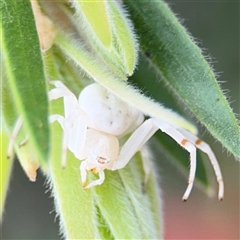 Thomisus spectabilis (Spectacular Crab Spider) at Campbell, ACT - 6 Jan 2025 by Hejor1