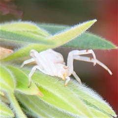 Thomisus spectabilis at Campbell, ACT - 6 Jan 2025