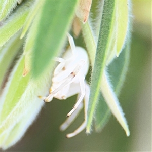 Thomisus spectabilis at Campbell, ACT - 6 Jan 2025