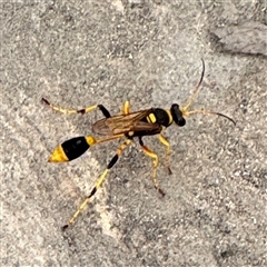 Sceliphron laetum (Common mud dauber wasp) at Campbell, ACT - 6 Jan 2025 by Hejor1