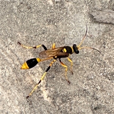 Sceliphron laetum (Common mud dauber wasp) at Campbell, ACT - 6 Jan 2025 by Hejor1