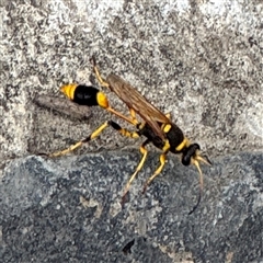 Sceliphron laetum at Campbell, ACT - 6 Jan 2025 04:39 PM